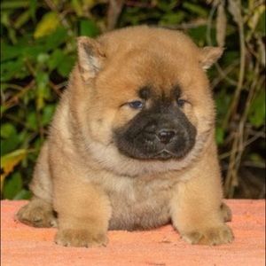 Meet your Posher, Aisyah